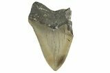 Bargain, Fossil Megalodon Tooth - Serrated Blade #342203-1